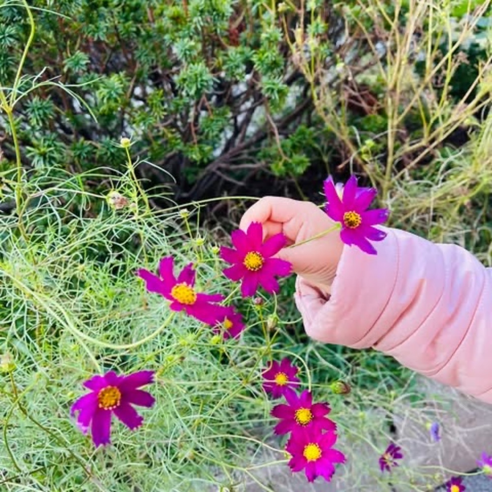 Meet your Posher, Alexa